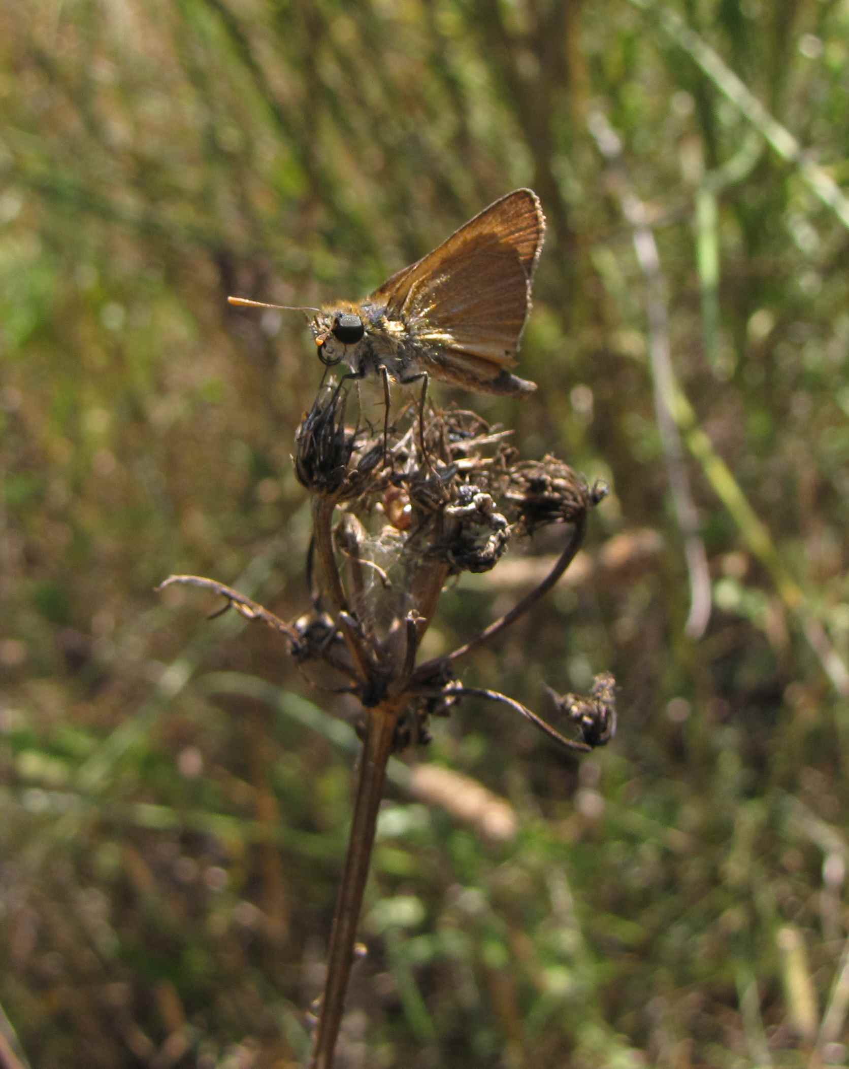 timelico? Thymelicus sylvestris ♂